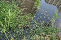 Ludwigia