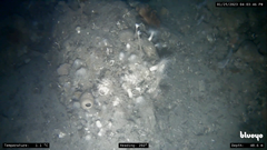 Cinachyra antarctica
