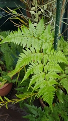 Davallia denticulata