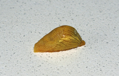 Elisolimax flavescens