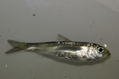 Alosa pseudoharengus