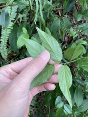 Ventilago leiocarpa