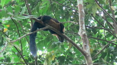 Ratufa bicolor