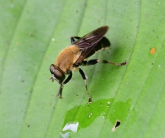 Pterallastes thoracicus