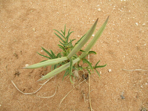 Raphionacme haeneliae