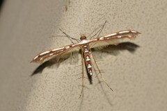 Cosmoclostis aglaodesma