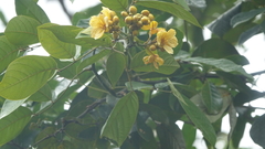 Senna latifolia