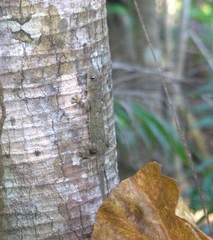 Hemidactylus platycephalus