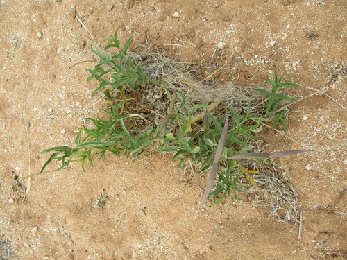 Raphionacme haeneliae
