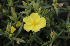 Cistus calycinus