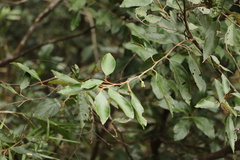 Styrax suberifolius