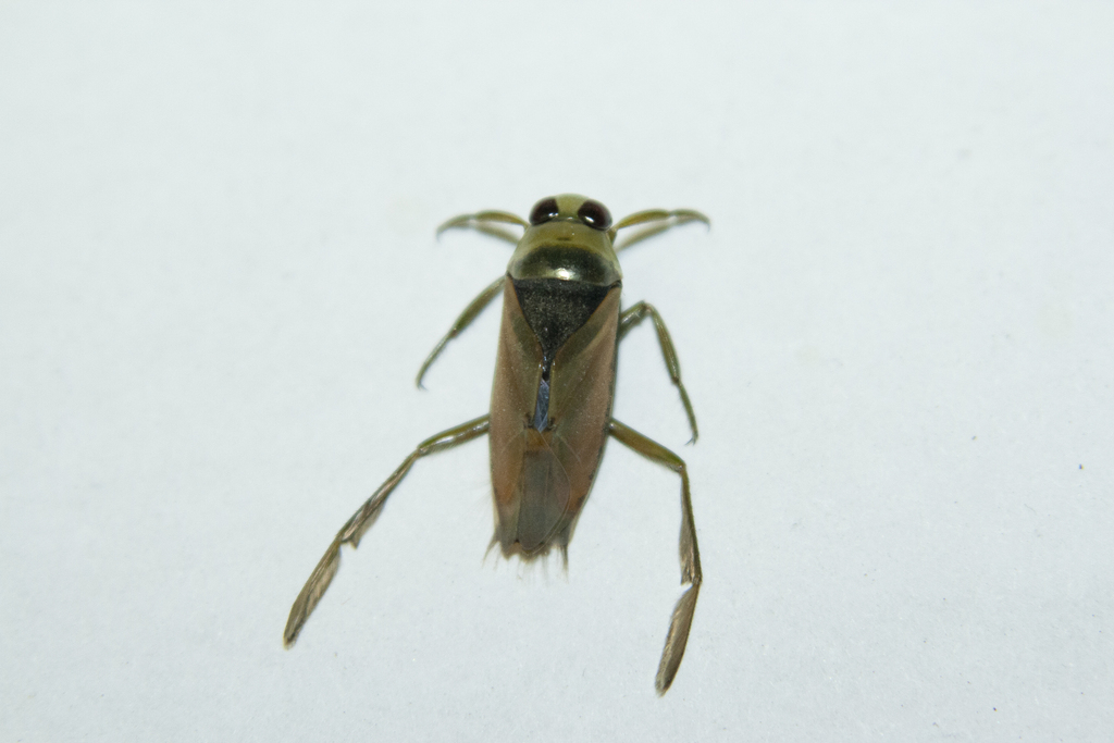 Greater Water Boatman from Индустриальный район, Днипро ...