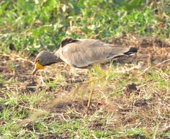 Vanellus senegallus