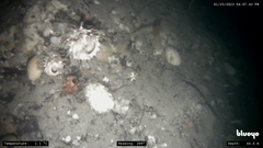 Cinachyra antarctica