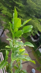 Citrus hystrix