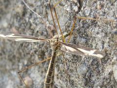 Tipula caloptera