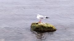 Chroicocephalus ridibundus