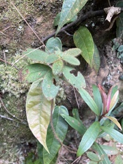 Rhododendron oldhamii