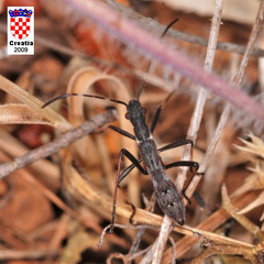 Micrelytra fossularum