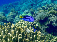 Paracanthurus hepatus