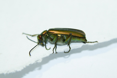 Lytta vesicatoria