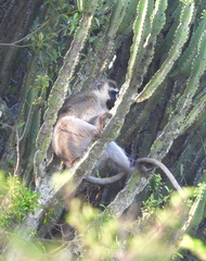 Chlorocebus tantalus