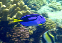 Paracanthurus hepatus