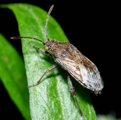 Stictopleurus punctatonervosus