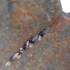 Austrosimulium
