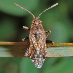 Stictopleurus