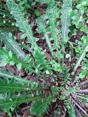 Crepis vesicaria