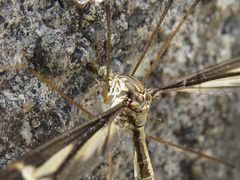 Tipula caloptera