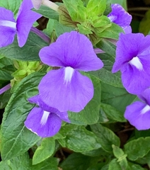 Achetaria azurea