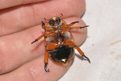 Anoplognathus viriditarsis