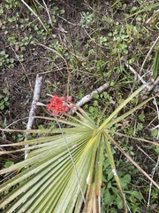 Asclepias lanceolata
