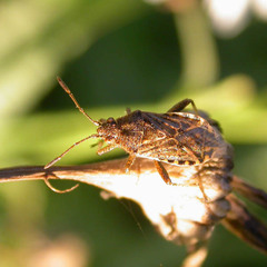 Stictopleurus punctatonervosus