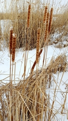 Typha angustifolia