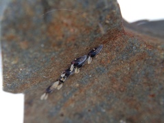 Austrosimulium