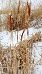 Typha angustifolia