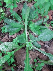 Helminthotheca echioides