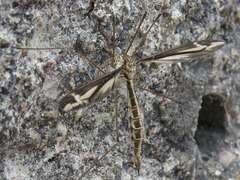 Tipula caloptera