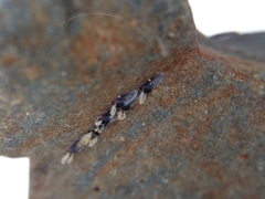 Austrosimulium