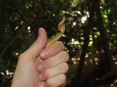 Erythrolamprus epinephalus