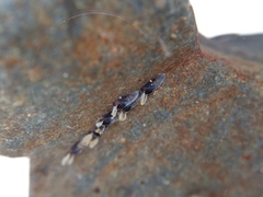 Austrosimulium