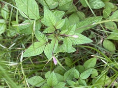 Cleome rutidosperma