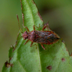 Rhopalus parumpunctatus