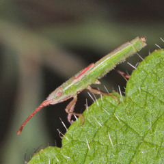 Myrmus miriformis
