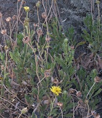 Grindelia chiloensis