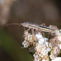 Myrmus miriformis