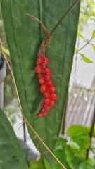 Anthurium gracile